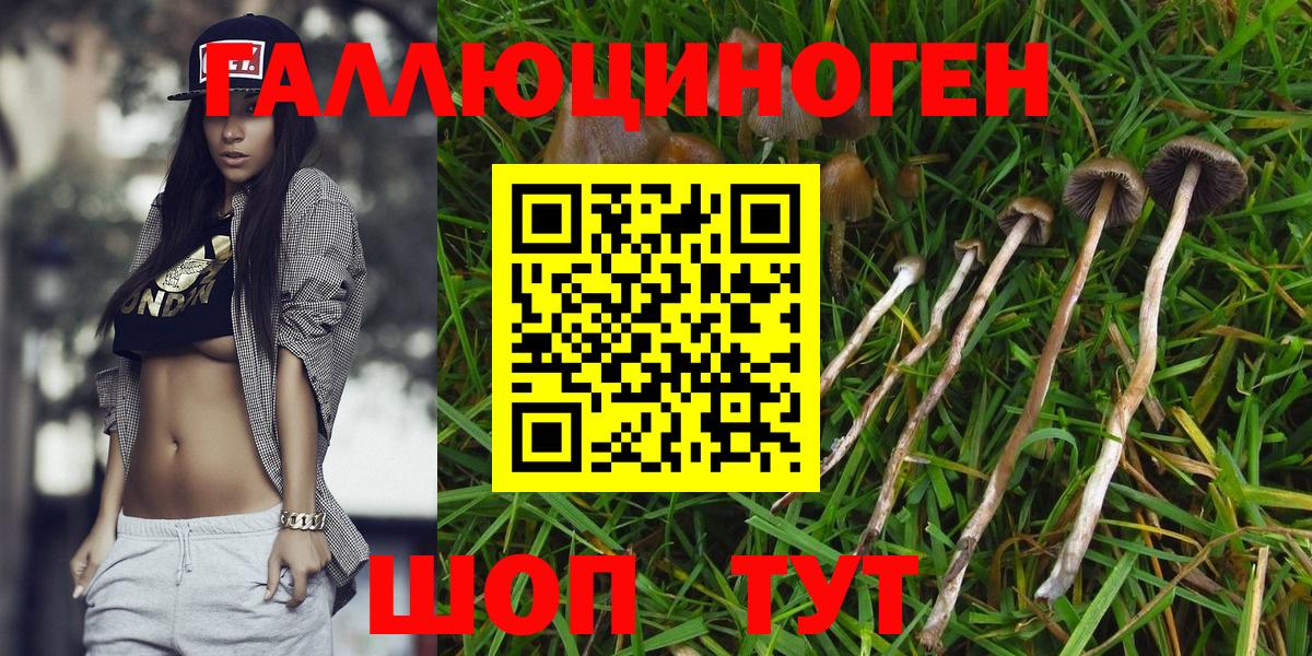 Псилоцибиновые грибы Psilocybine cubensis  Вход с VPN  Ртищево  Галлюциногенные грибы GOLDEN TEACHER 